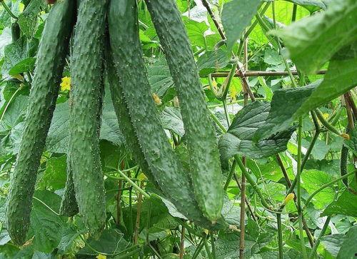 天天瓜田里吃瓜,天天瓜田里的甜蜜时光