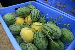 osu吃瓜群,一场关于音乐与友谊的狂欢盛宴