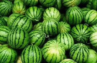 osu吃瓜群,一场关于音乐与友谊的狂欢盛宴