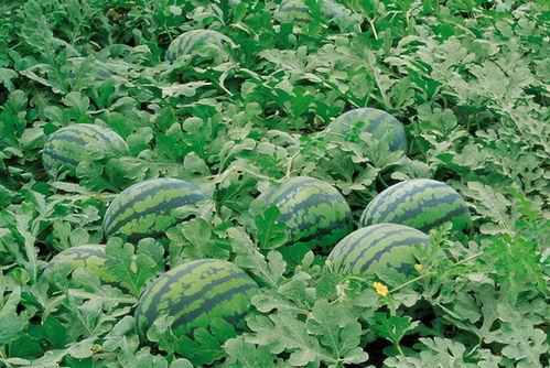 吃瓜大队进群,揭秘网络社交新潮流