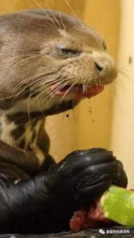 夜间吃瓜的动物,瓜田里的神秘食客