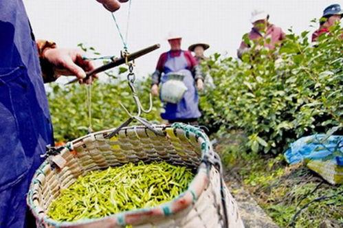 阁巷白洋瓜怎么吃