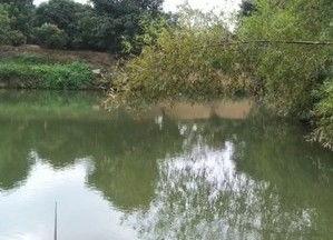 青云垂钓园吃瓜,夏日吃瓜，垂钓乐享两不误