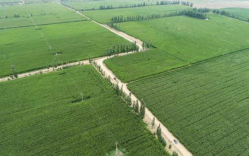 农田吃瓜拍照图片