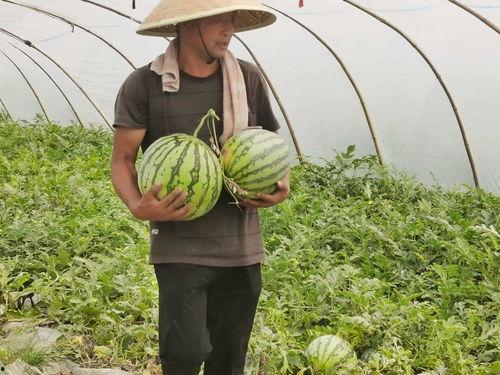 查企业吃瓜,职场八卦背后的真相与影响